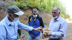  Gen bankası olarak, ormanlardan bine yakın mantar türü toplandı