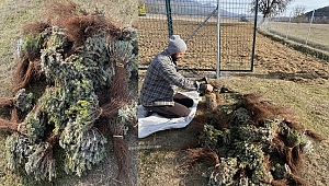 İşleri sıkıntıya giren pide ustası tarlasına 10 bin adet fide dikerek lavanta işine girdi