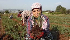 Muğla Orman Bölge Müdürlüğü 2020 Yılında 250 türde 9 milyon 800 bin fidan üretti