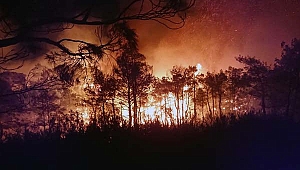 Muğla ve Aydın'da 2020 yılında 328 adet orman yangını çıktı