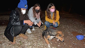 Ormana terk edilen sokak köpeklerini beslemek için kilometrelerce yol gidiyorlar