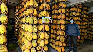 Yazlık kavunlar kışlık sofraları süslüyor