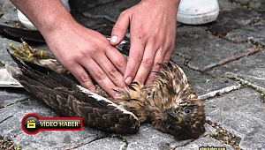 Ağaçtan düşen şahinin kalbi durunca kalp masajı yaptılar