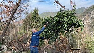 Amanoslarda teleferikli defne yaprağı hasadı