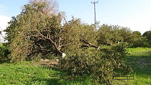 Antalya'da binin üzerinde ağaç kardeş kavgasına mı kurban gitti ?