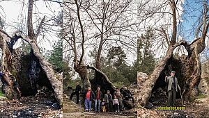 Antalya'da yıllara meydan okuyan 700 yıllık çınar