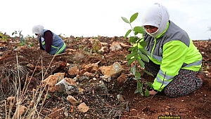Bal ormanı için 156 bin fidan toprakla buluşacak