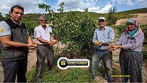 Demirci Ormanları Hünnap ile Şifa ve Gelir Kaynağı Olacak