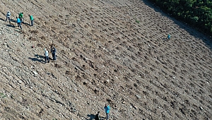 Dolgu alanı 8 bin fidanla yeşillendiriliyor