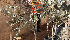 Filistinli şehitler için 10 bin zeytin fidanı dikildi