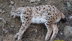 Kaçak avcılar, vaşak vurdu