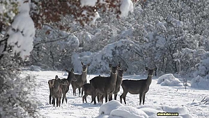 Kızıl geyiklere özel yem takviyesi