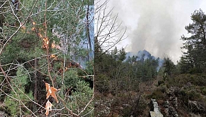Osmaniye’de orman yangını