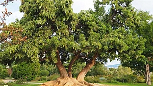 Phytolacca dioica (Gölgeağacı)