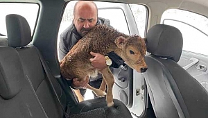 Soğuktan donmak üzere olan buzağıyı arabasına alarak kurtardı