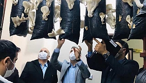 Uludere’de istiridye mantarı hasadı yapıldı