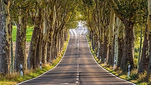 Yol Kenarlarının Ağaçlandırılmasının Önemi