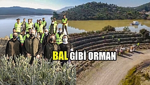 Bu Ormandan Bal Damlayacak Orman Köylüsüne Gelir Olacak