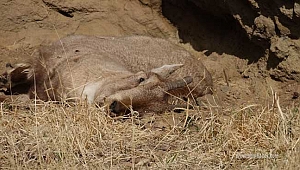 Yaban keçisi ölümlerinin nedeni veba çıktı