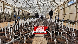 Bingöl'de ilk kez ceviz ve badem aşılı fidan üretimine geçildi