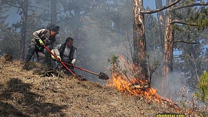 Domaniç’te orman yangını