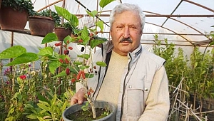 Dut fidanları erken meyve verdi