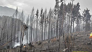 Orman yangınları günlerdir devam ediyor
