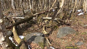 Şimşir Ormanları'nın kelebeklerle başı belada