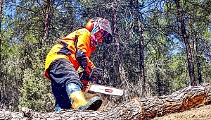 Türkiye'nin akciğerleri kadınlara emanet: Bu ormanda pozitif ayrımcılık var
