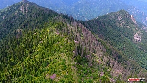 Artvin’de ladin ormanlarında sekiz dişli kabuk böceğiyle amansız mücadele
