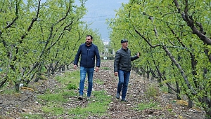 Erkenci şeftali yetişemeyecek 