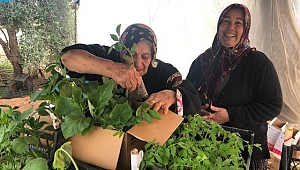 Gelin kaynana el ele verdi, fide üretip satıyor