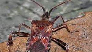 Kuzey Amerika kökenli istilacı böcek, Doğa Anadolu'ya giriş yaptı