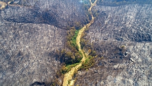Orman Yangını Fotoğrafı Ödül Getirdi