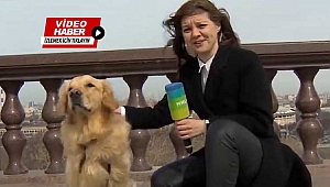 Rus muhabir mikrofonunu canlı yayında köpeğe kaptırdı