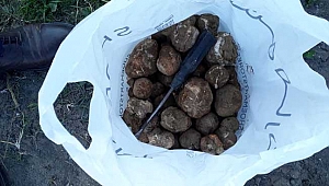 Şanlıurfa'da Keme Mantarı Zamanı