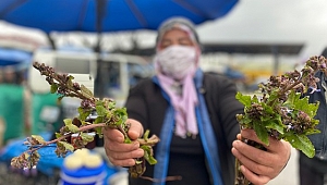 Şifa dağıtan kaldirik otu tezgahta yerini aldı