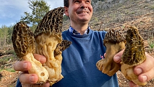 Toroslar'dan toplayıp tazesini 150 TL'den, kurusunu bin 500 TL'den satıyorlar