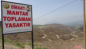 Yangından Sonra Dikilen Fidanlar Büyümeden Mantar Toplamak Yasak