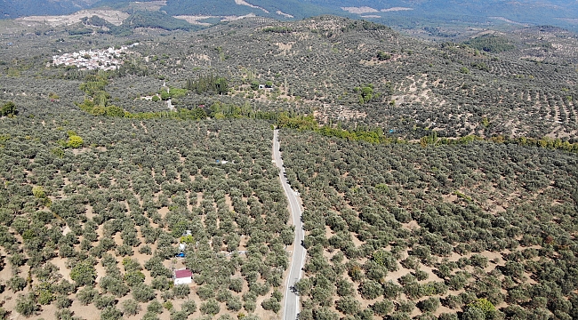 Zeytin ağaçlarında soğuklama süresi eksik kaldı