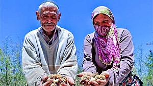 Dedektif gibi mantar arıyorlar, kilosunu 150 TL'den satıyorlar 