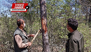 Kunduz Ormanları’nda zararlı böcekler arttı, tuzaklı mücadele başladı