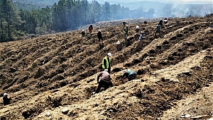 Yanan orman sahasına 5 bin fidan dikildi 