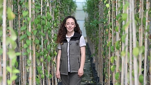 Ahmetli Ormanları Artık Gaye Şef'e Emanet