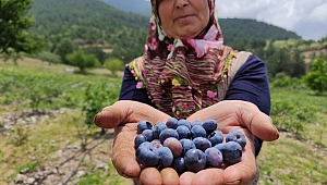 Ektiği şifa kaynağı meyveler kısa sürede zengin etti