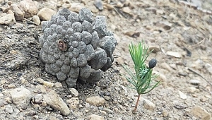 O Küllerinden Yeniden Doğdu, Peki Ya Biz ?