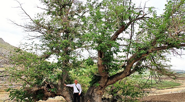 750 yıllık dut ağacı yıllara meydan okuyor  