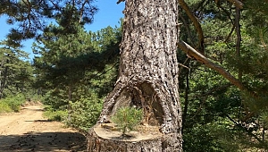 Siz hiç kanguru ağaç gördünüz mü ?