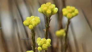 Dünyada 11 adet kalan 'Aydın Ölmez Çiçeği' korunmayı bekliyor 