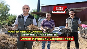 Manisa Ormanlarının Aromatik Bitki Zenginliği Orman Köylüsünü Girişimci Yaptı